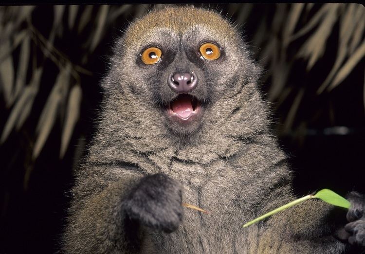 Bamboo lemur Eastern Lesser Bamboo Lemur Duke Lemur Center