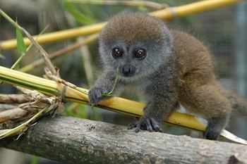 Bamboo lemur Lemurs of Madagascar