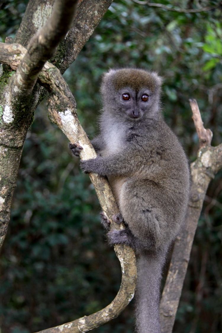 Bamboo lemur uploadwikimediaorgwikipediacommons88cLmuri