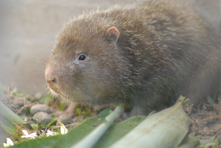 Bamboo rat Bamboo Rat Rhizomyini These are four species of bamboo rat that