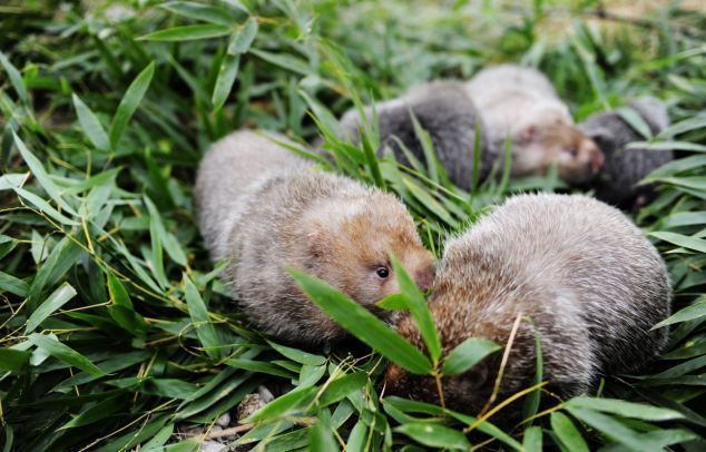 Bamboo rat Rodents that get fat by eating bamboo are now being FARMED in China