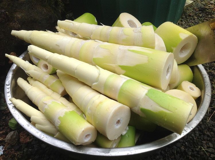 Bamboo shoot Bamboo Shoots Health Benefits Nutritional Facts Recipes