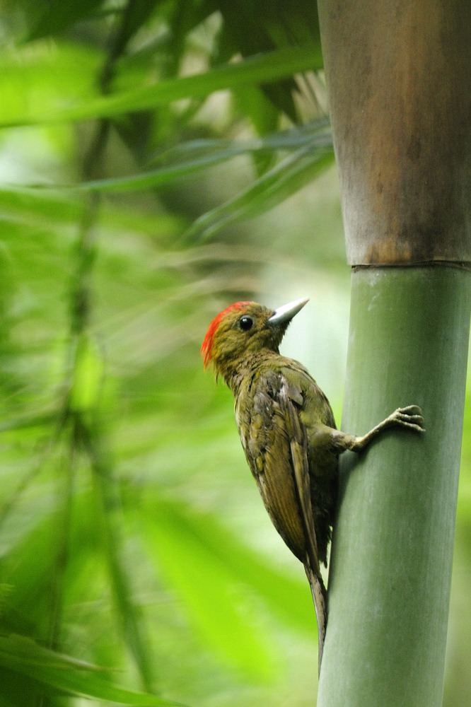 Bamboo woodpecker Bamboo Woodpeckerm2 Ban Hor Ng Flickr