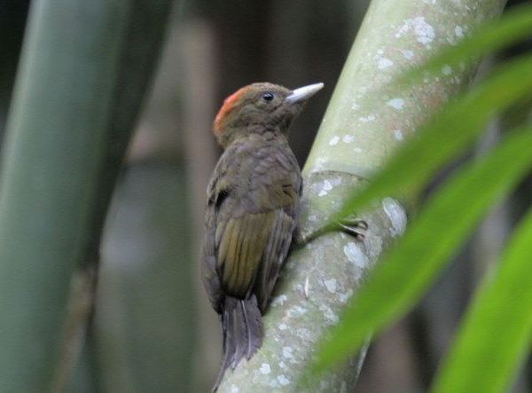Bamboo woodpecker Mike is the name Birding is the game Malaysian birds in photos