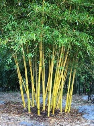 Bambusa Bambusa Vulgaris