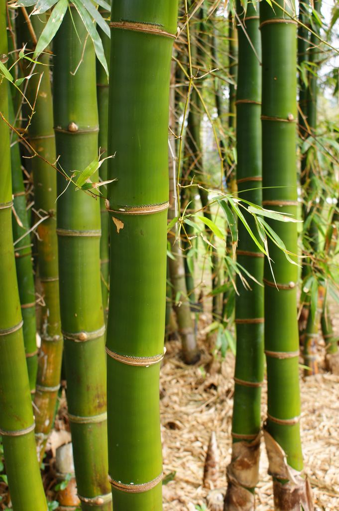 Bambusa Bambusa vulgaris Guadua Bamboo