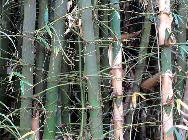 Bambusa balcooa Bambusa balcooa Balcooa Bamboo