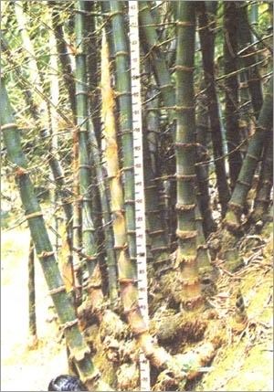 Bambusa balcooa Bambusa Balcooa Seeds