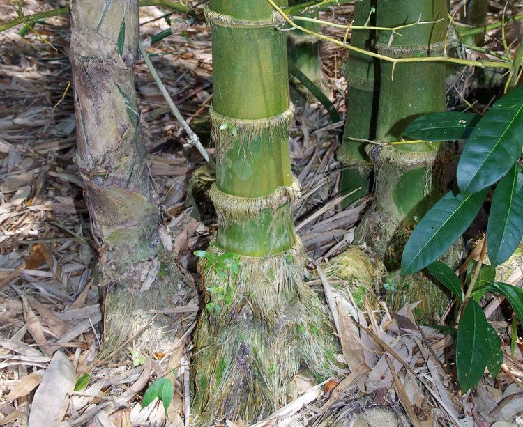 Bambusa balcooa Bambusa balcooa Guadua Bamboo