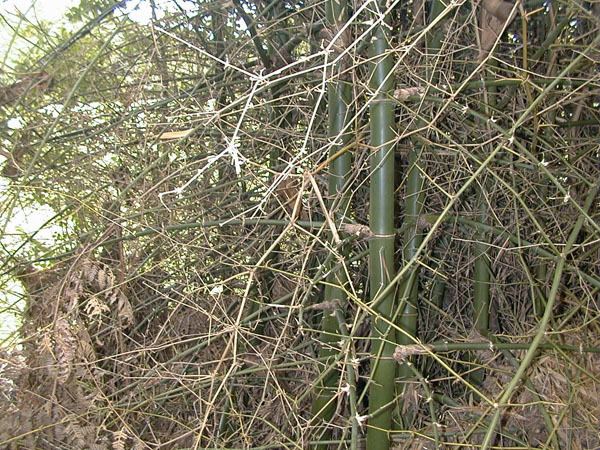 Bambusa blumeana Bamboo Australia Philippine thorny bamboo