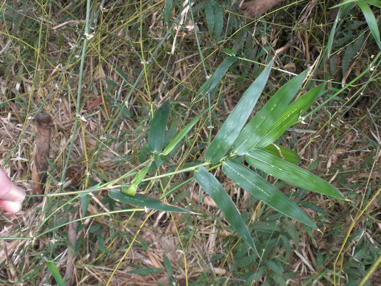 Bambusa blumeana Bambusa blumeana Poaceae image 20293 at PhytoImagessiuedu