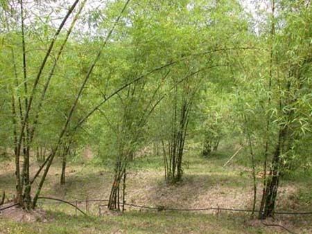 Bambusa blumeana Bamboos Suitable for Rehabilitating MinedOut Areas