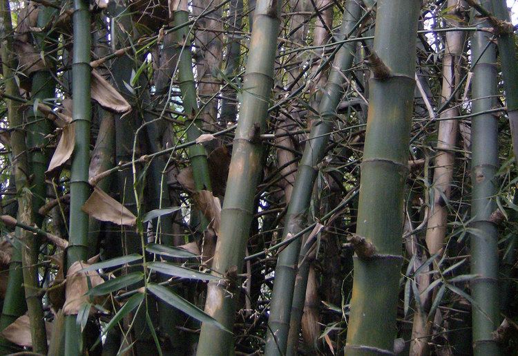Bambusa blumeana Bambusa blumeana Guadua Bamboo