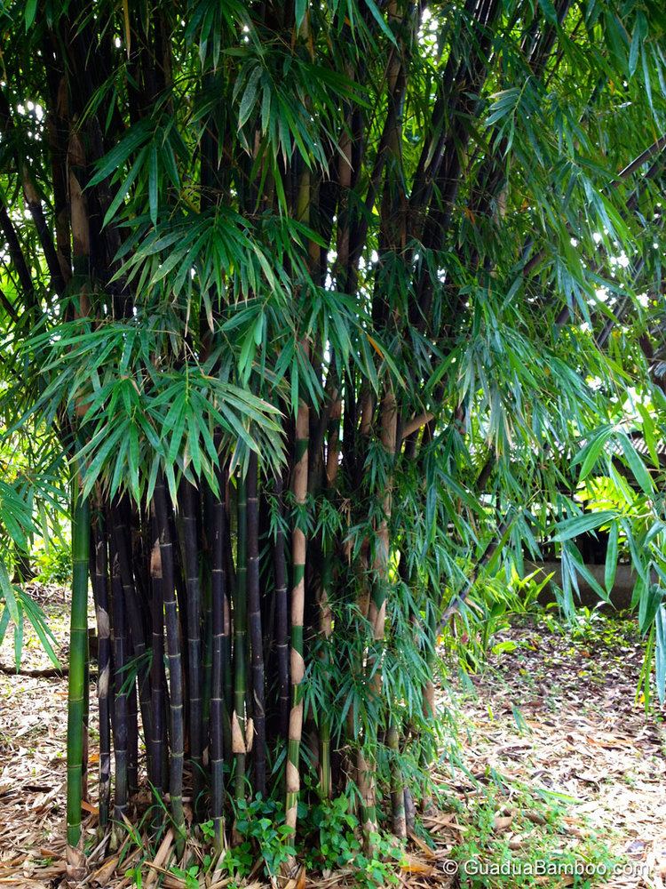 Bambusa Bambusa lako Guadua Bamboo