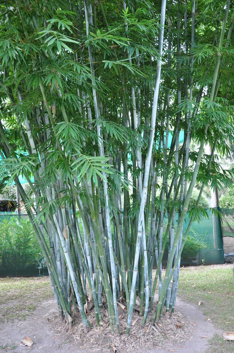 Bambusa chungii Bambusa chungii White Bamboo Bamboo Land Nursery QLD Australia