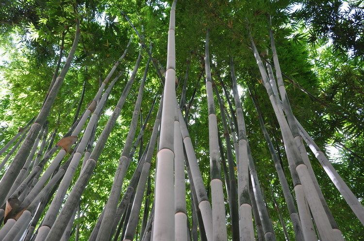 Bambusa chungii Bambusa chungii White Bamboo Bamboo Land Nursery QLD Australia
