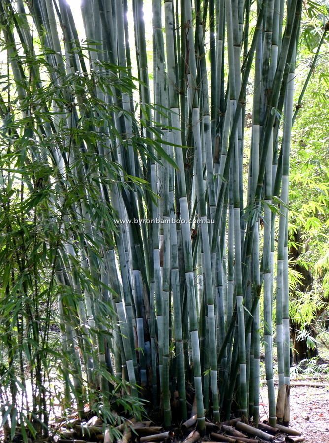 Bambusa chungii Bambusa Chungii Byron Bamboo Byron Bamboo