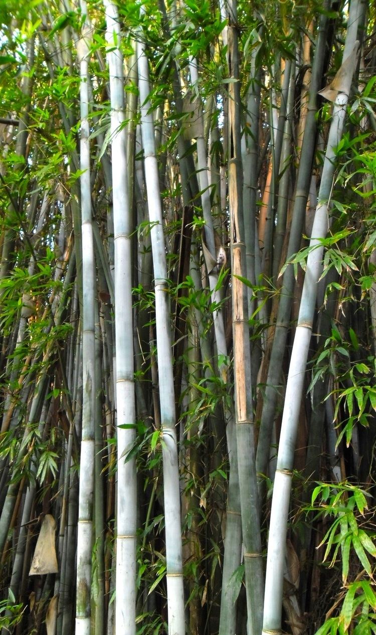 Bambusa chungii Bambusa chungii Wikipedia