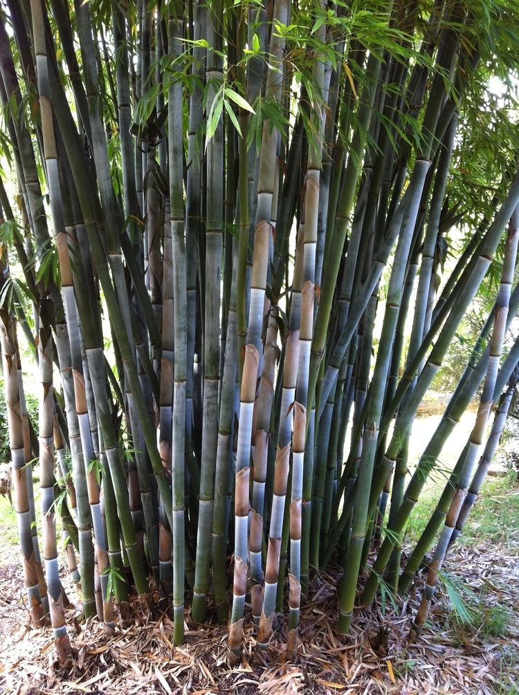 Bambusa chungii Chungii Bamboo Bambusa Chungii Chinese BlueWhite Clumping