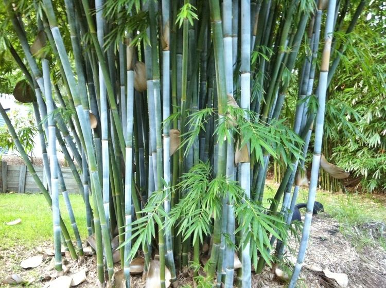 Bambusa chungii httpsclumpingbamboofileswordpresscom201201