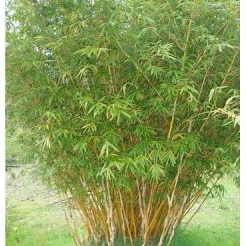Bambusa multiplex Buy Bamboo Alphonse Karr Online Plants