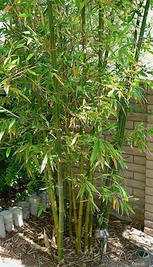 Bambusa oldhamii httpsuploadwikimediaorgwikipediacommonsthu
