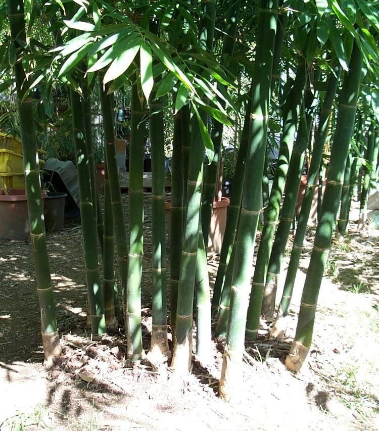 Bambusa oldhamii Davis Bamboo Bambusa oldhamii