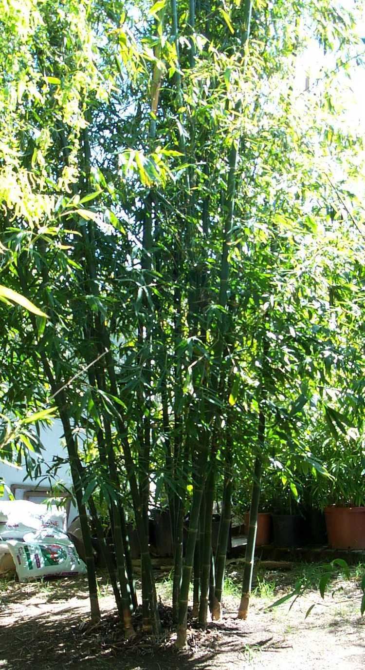 Bambusa oldhamii Davis Bamboo Bambusa oldhamii