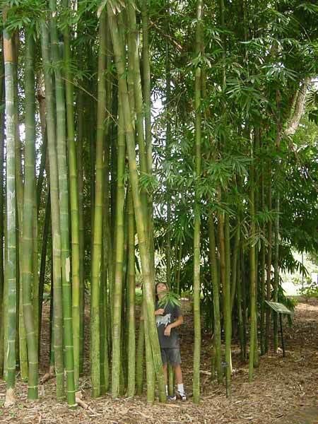 Bambusa oldhamii Beautiful Bamboo Photos of Giant Timber Bambusa oldhamii