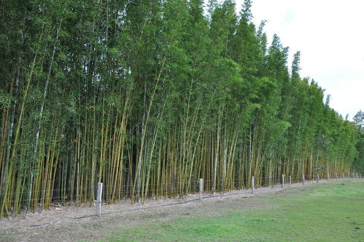 Bambusa oldhamii Bambusa oldhamii Bamboo Land Nursery QLD Australia