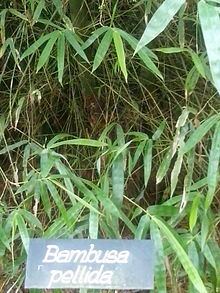 Bambusa pallida httpsuploadwikimediaorgwikipediacommonsthu