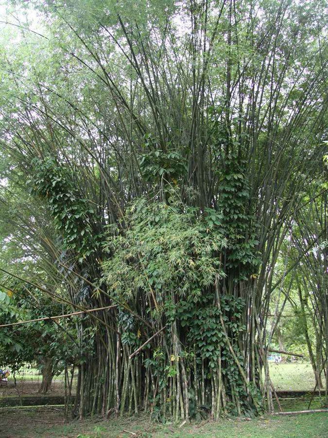 Bambusa polymorpha Bambusa polymorpha Guadua Bamboo
