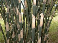 Bambusa polymorpha Bambusa polymorpha Burmese bamboo Jama Betua PFAF Plant Database
