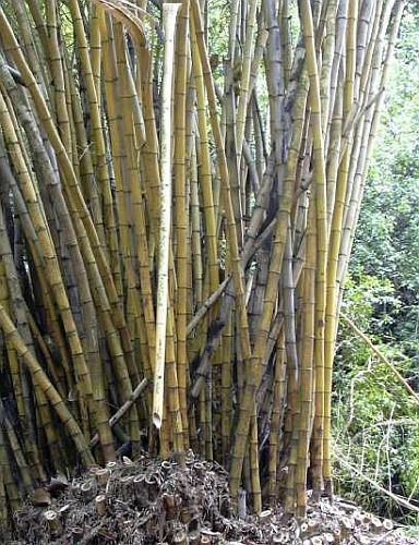 Bambusa polymorpha Bambusa polymorpha bamboo seeds