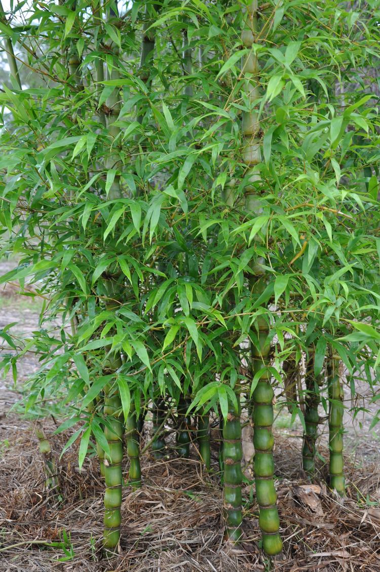 Bambusa ventricosa wwwbamboolandcomauassetsalt1BAMVENjpg