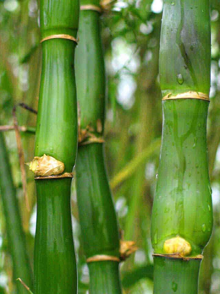 Bambusa ventricosa Bambusa ventricosa