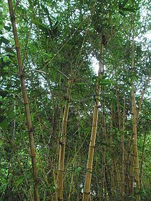 Bambusa vulgaris httpsuploadwikimediaorgwikipediacommonsthu