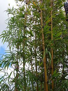 Bambuseae httpsuploadwikimediaorgwikipediacommonsthu