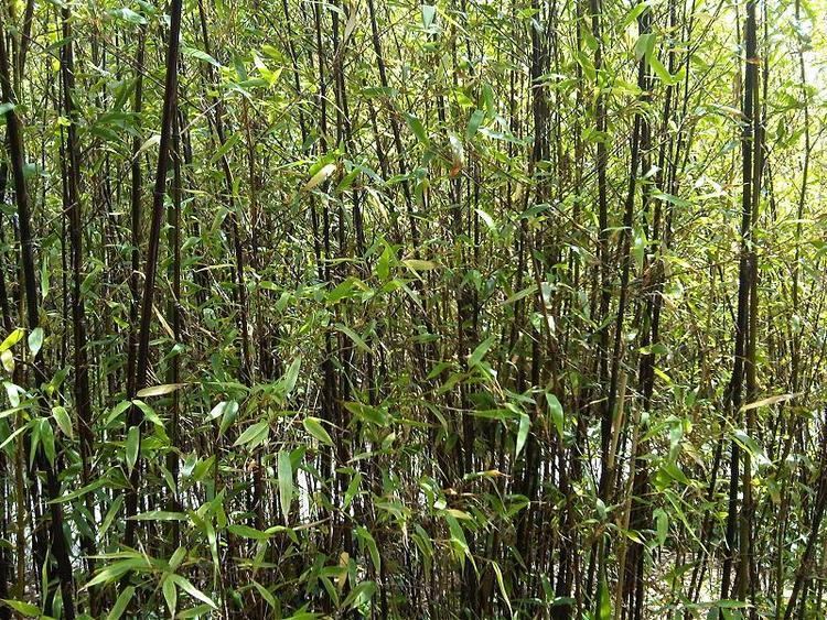 Bambuseae FileBambuseae W70jpg Wikimedia Commons