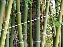 Bambusinae httpsuploadwikimediaorgwikipediacommonsthu