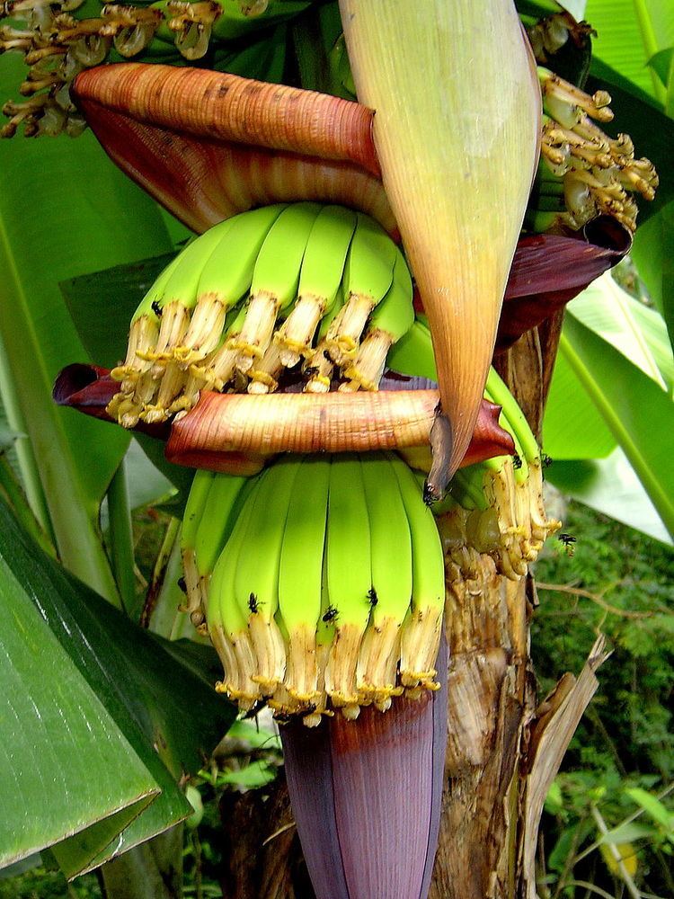 Banana production in Brazil