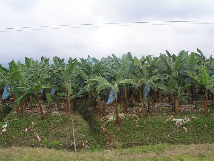 Banana production in Ecuador
