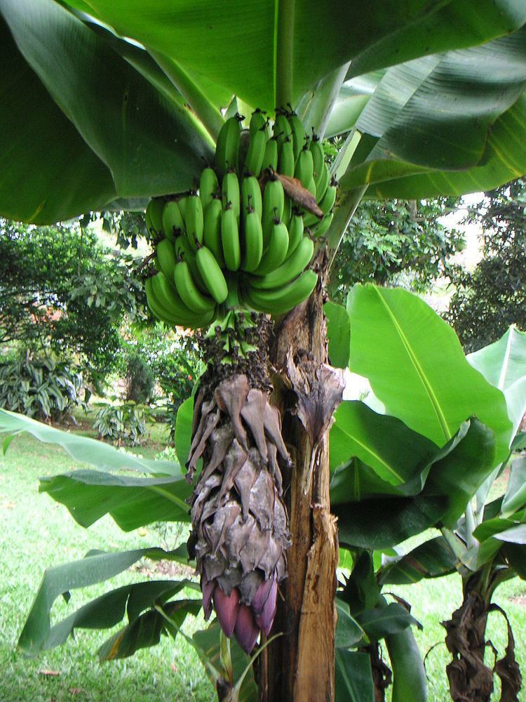 Banana production in Honduras