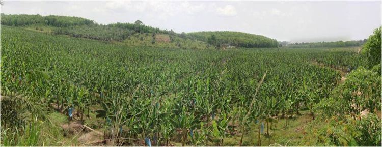 Banana production in Ivory Coast