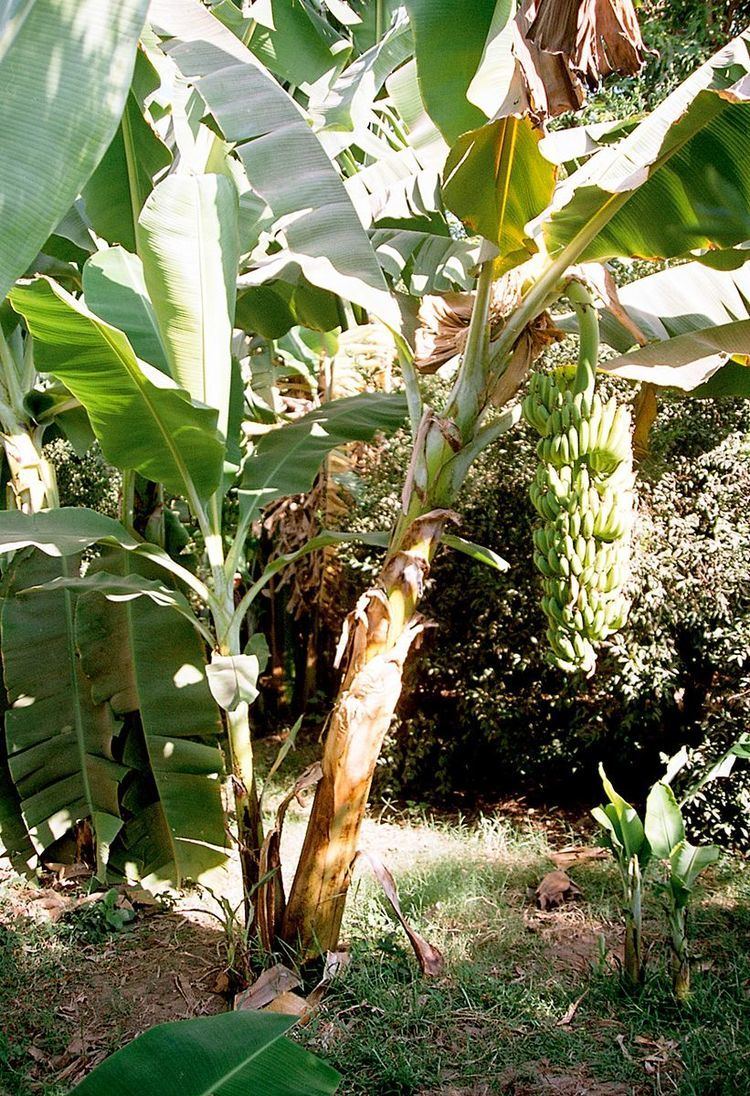 Banana production in the Caribbean