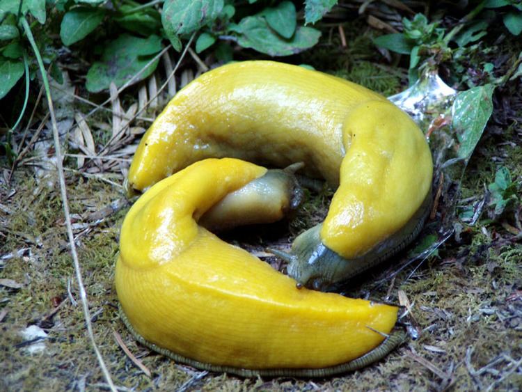 Banana slug Banana slug Wikipedia