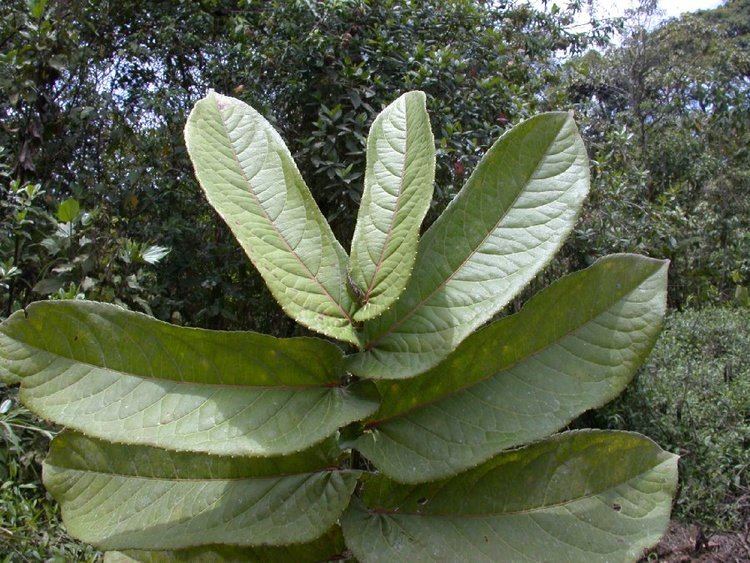 Banara Banara regia Flacourtiaceae image 2290 at PlantSystematicsorg