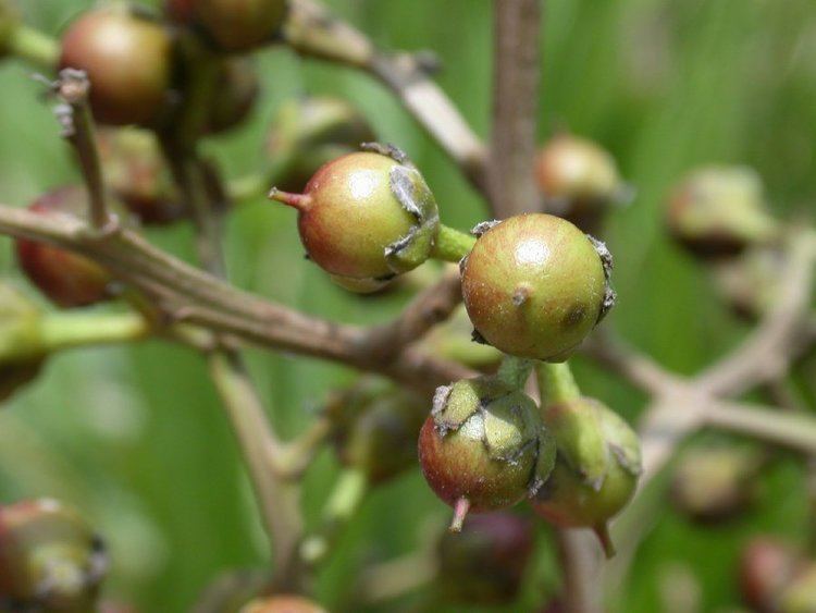 Banara Banara regia Flacourtiaceae image 2293 at PlantSystematicsorg