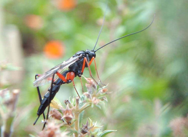 Banchinae Exetastes calobatus f Ichneumonidae Banchinae Jardin pa Flickr