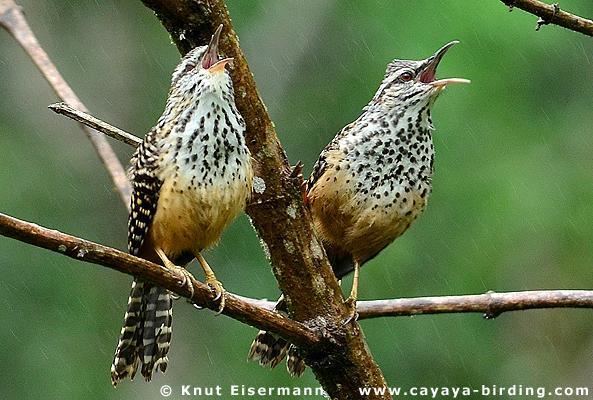 Band-backed wren Bandbacked Wren Campylorhynchus zonatus videos photos and sound